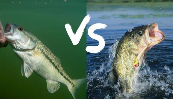 spotted bass vs largemouth
