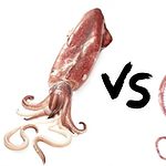 squid vs octopus