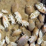 how to catch sand fleas