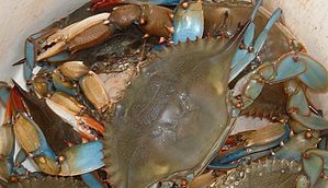 how to clean blue crabs