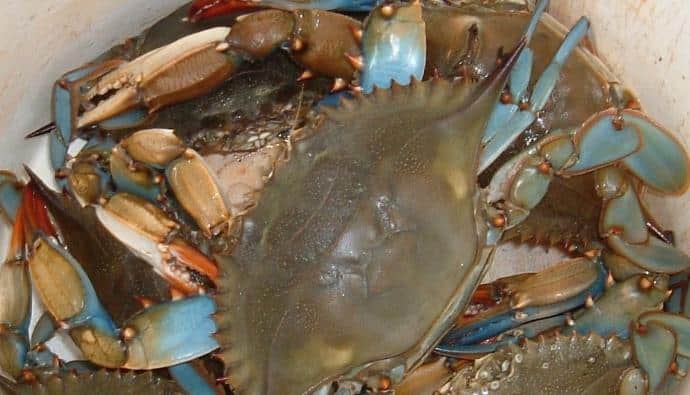 how to clean blue crabs