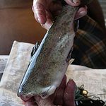 how to clean trout