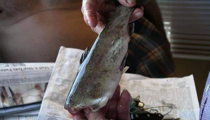 how to clean trout
