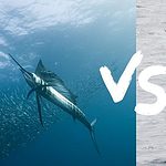 sailfish vs marlin