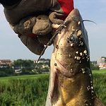 catfish bait recipes