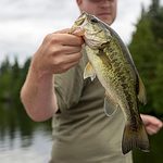 how to catch largemouth bass