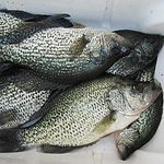 how to fish for crappie from the bank