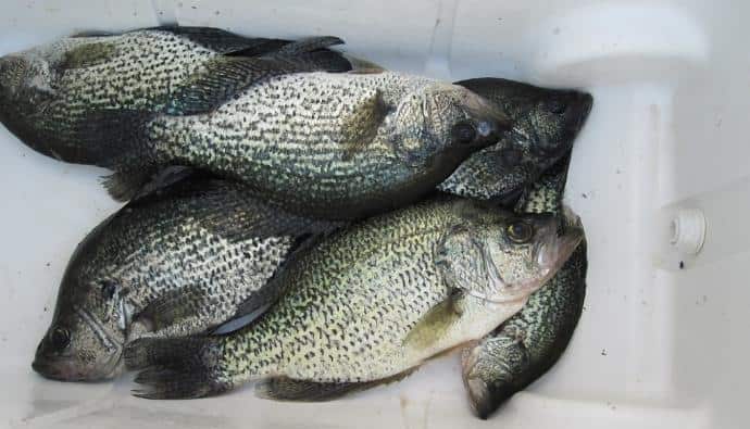 how to fish for crappie from the bank