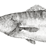 white sea bass gyotaku