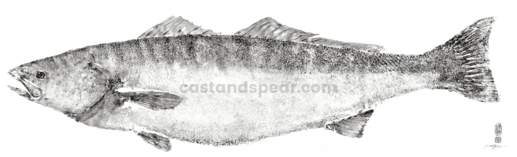65 pound white sea bass gyotaku