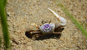how to catch fiddler crabs