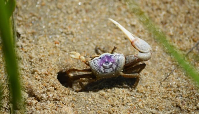 how to catch fiddler crabs