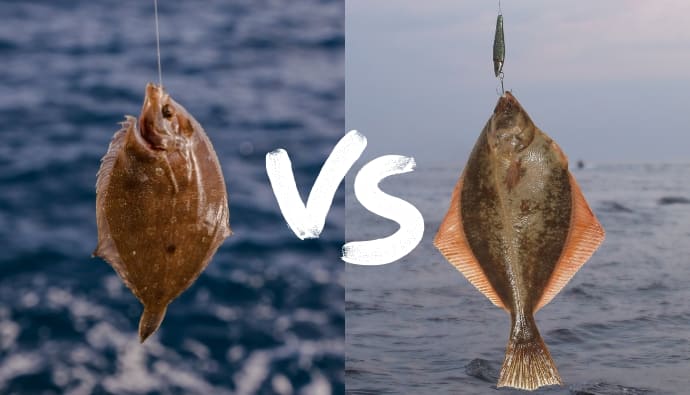 sole vs flounder