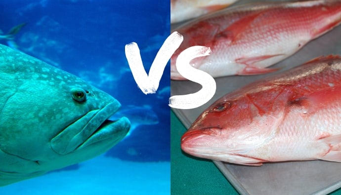 grouper vs snapper