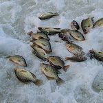 ice fishing for crappie