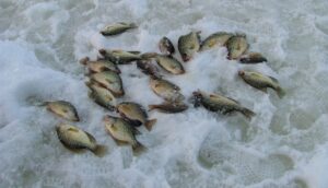 ice fishing for crappie