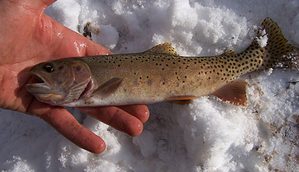 ice fishing for trout