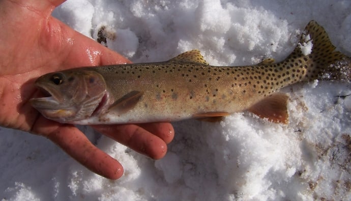 ice fishing for trout