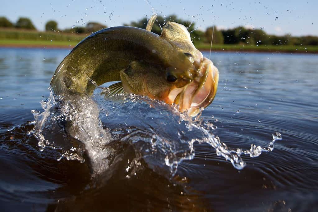 bass hooked and jumping out of water