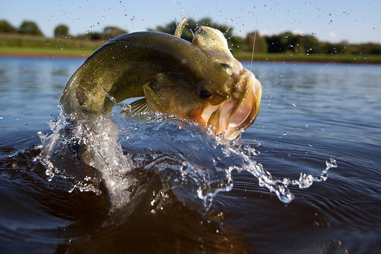 bass jumping out of water