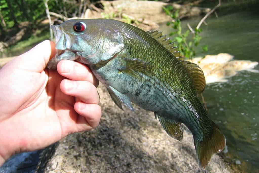 bass with red eyes