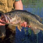 how long can a bass live out of water
