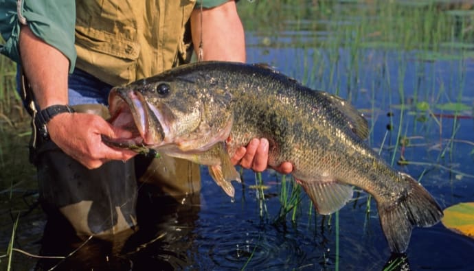how long can a bass live out of water