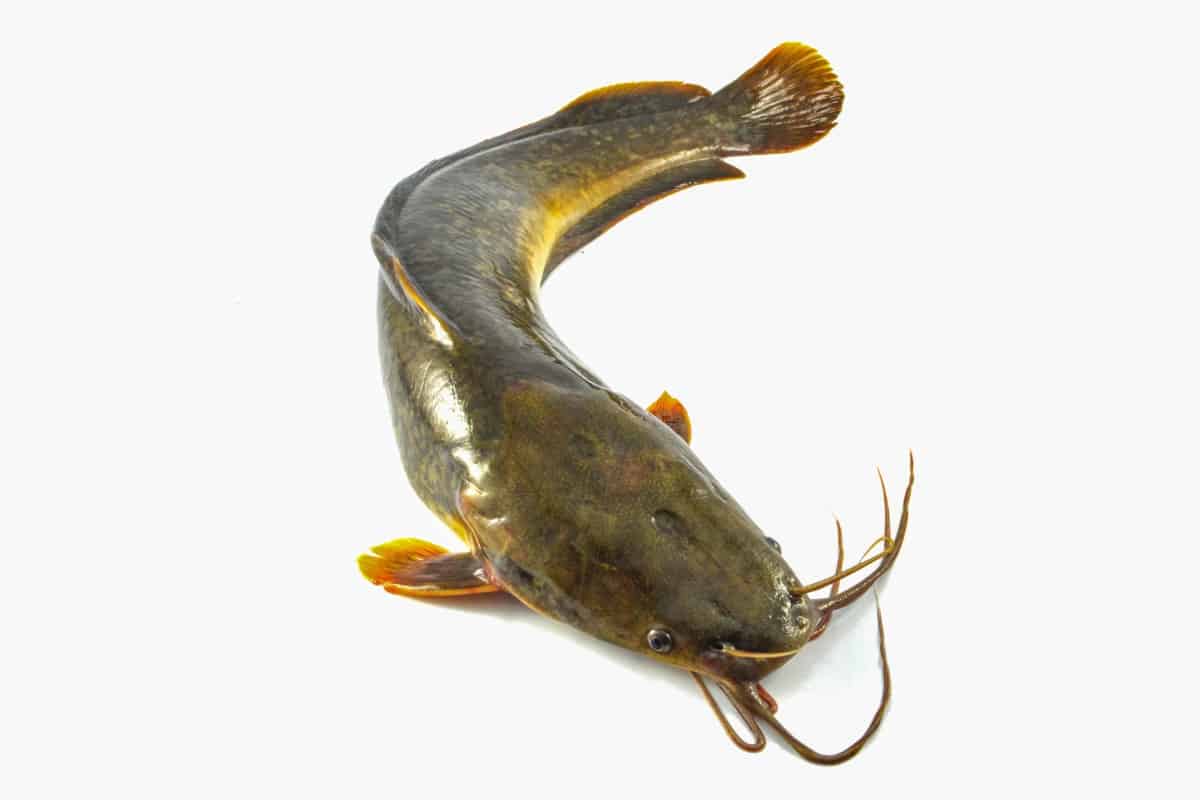 how long can catfish live out of water