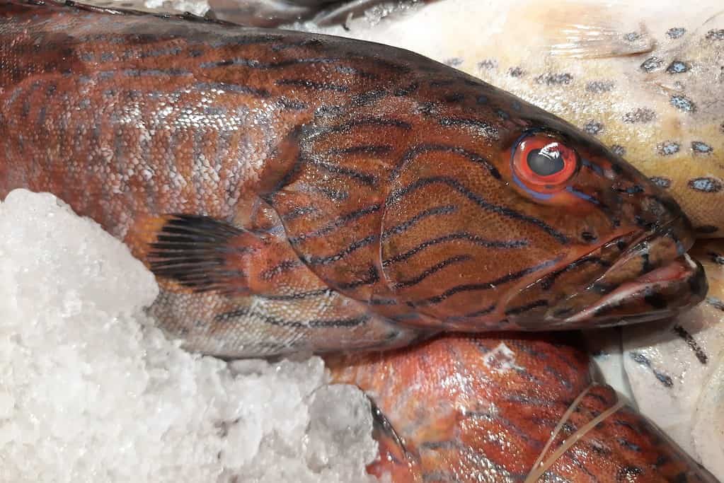grouper fish