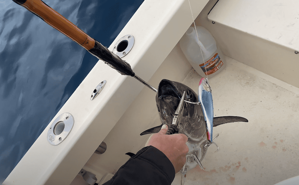 Removing the hook from the tuna