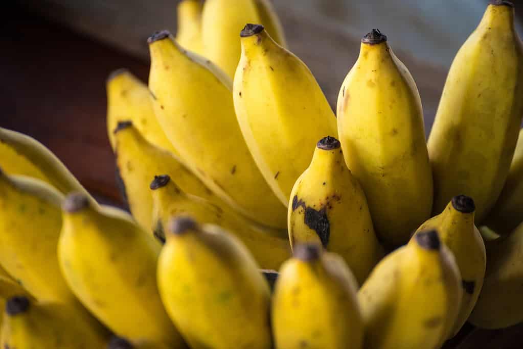 close up of bananas