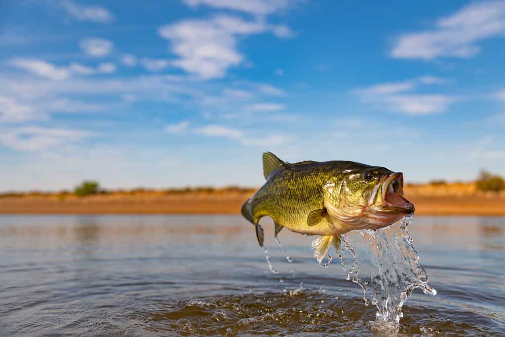 bass fully out of water