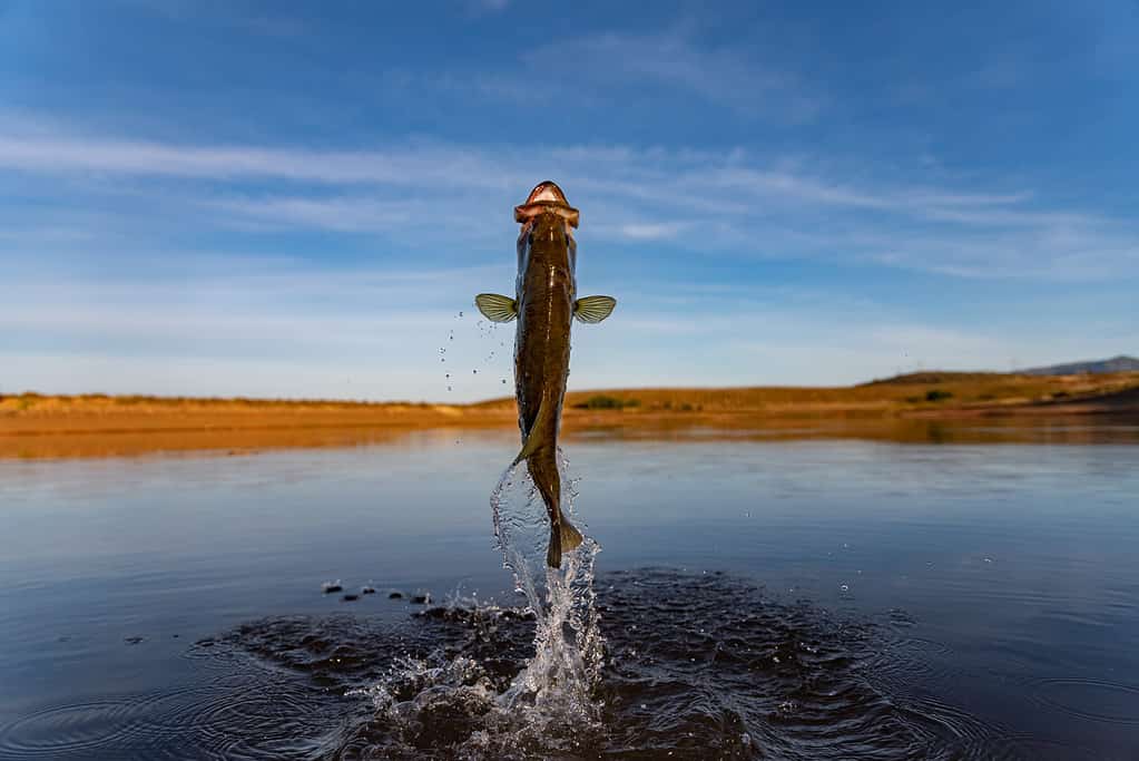 Bass jumping out of water