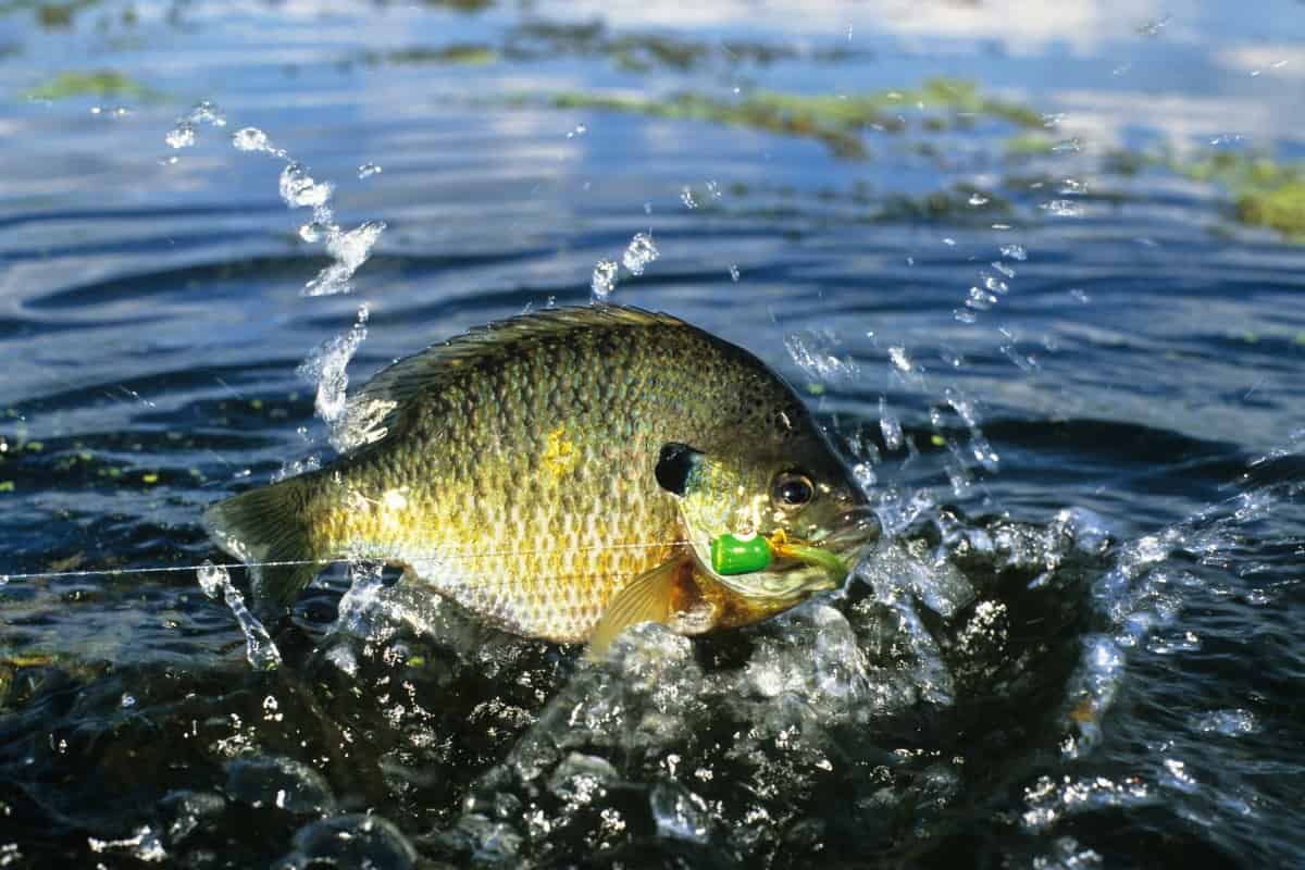 can you use bluegill for bait