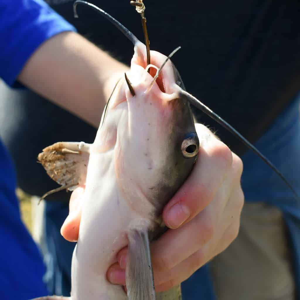 catfish caught on a hook