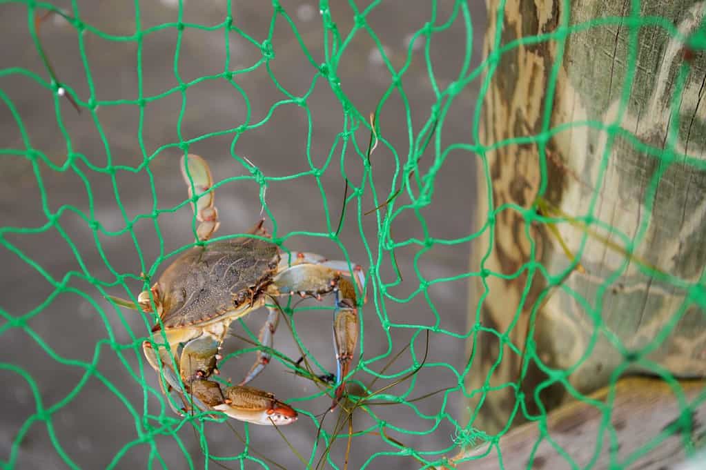 Crab caught in a net eating a fish