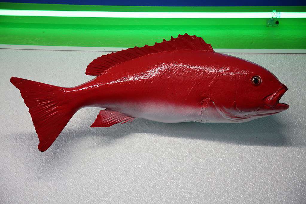 fish mount with vibrant red colors