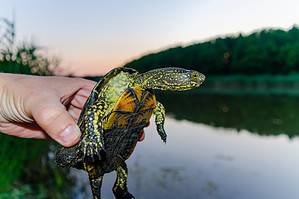 man holding turtle