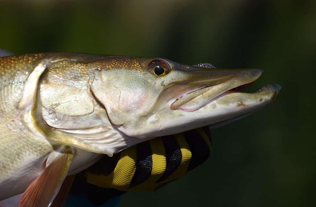 close up of a muskie fish