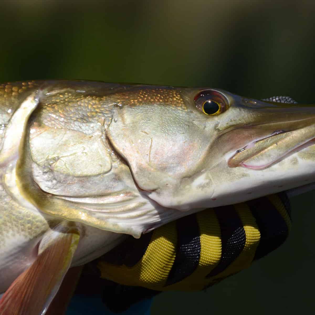 The Taste of Muskie Fish: Is It Worth the Catch?