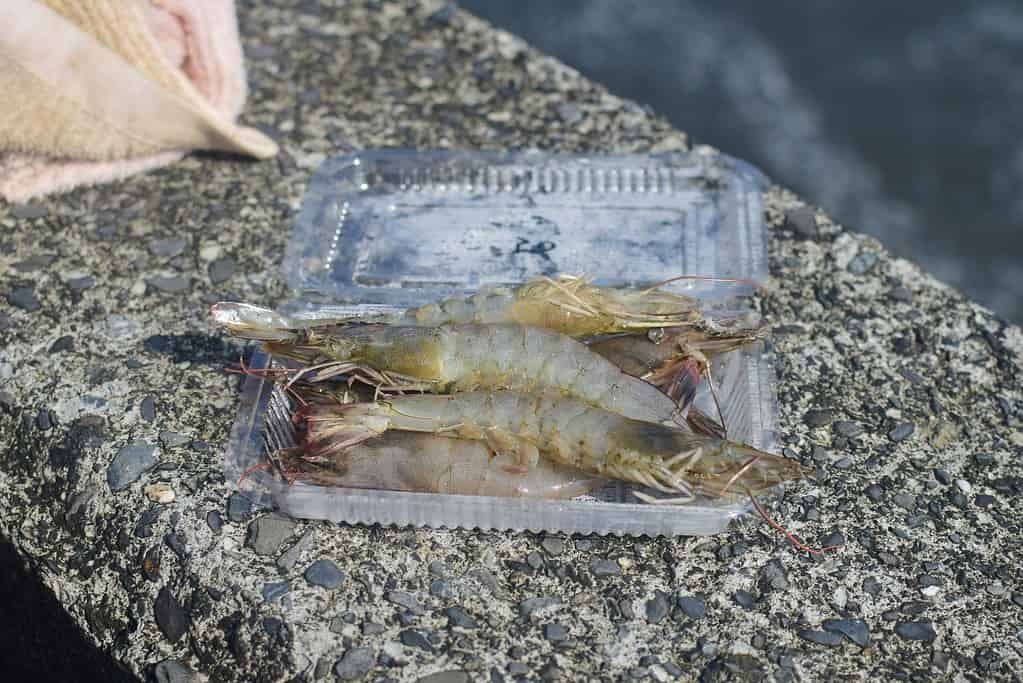 shrimp bait