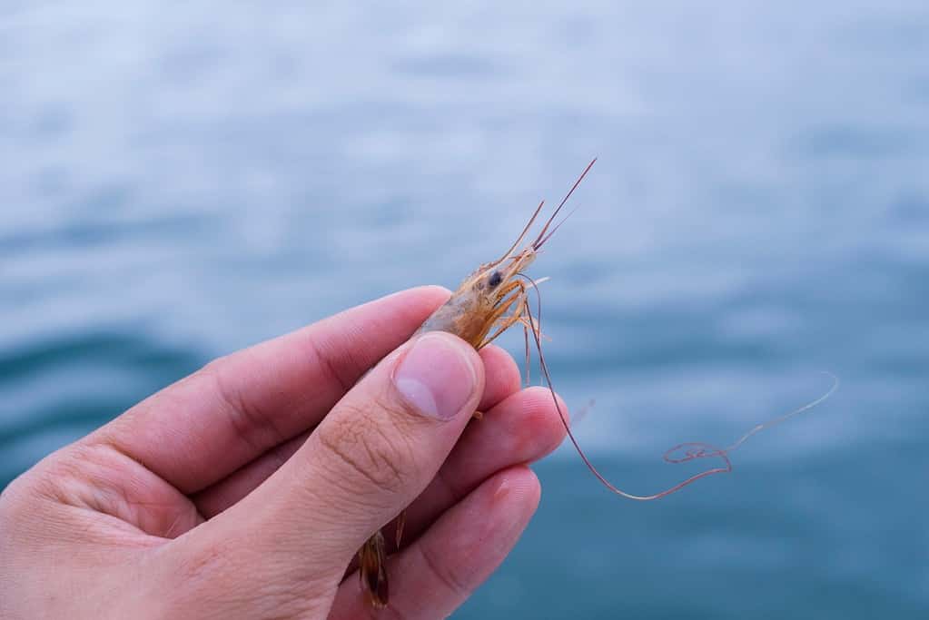 shrimp bait
