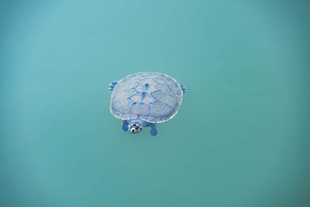 turtle floating in lake