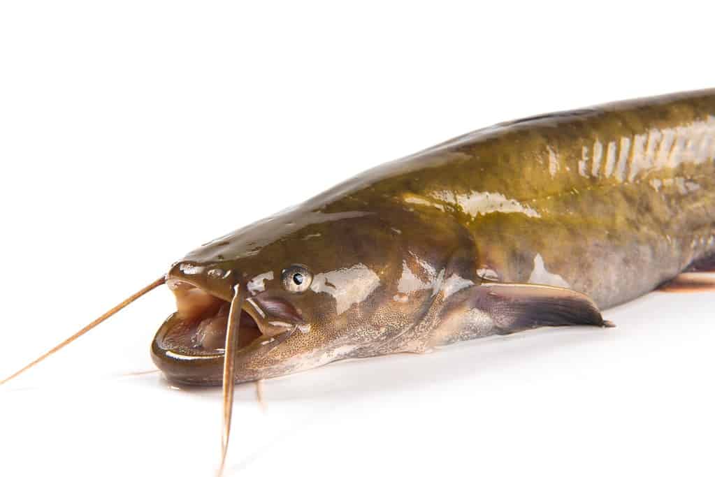 why do catfish croak