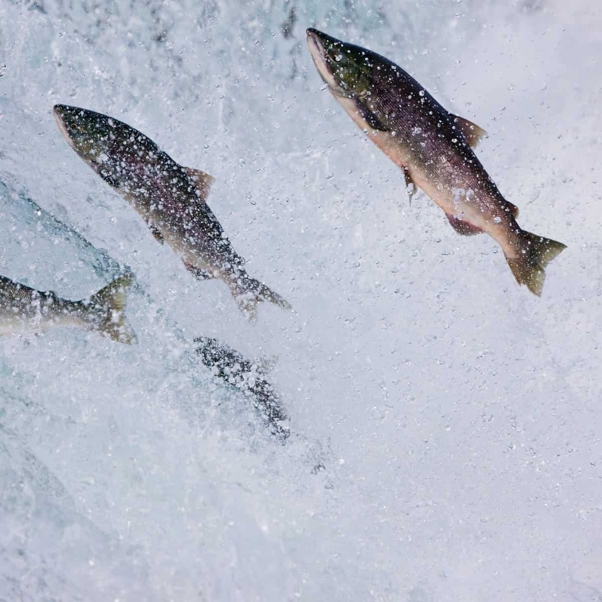 salmon swimming upstream