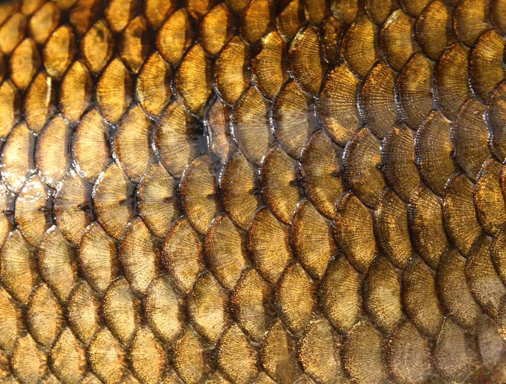 close up of carp scales