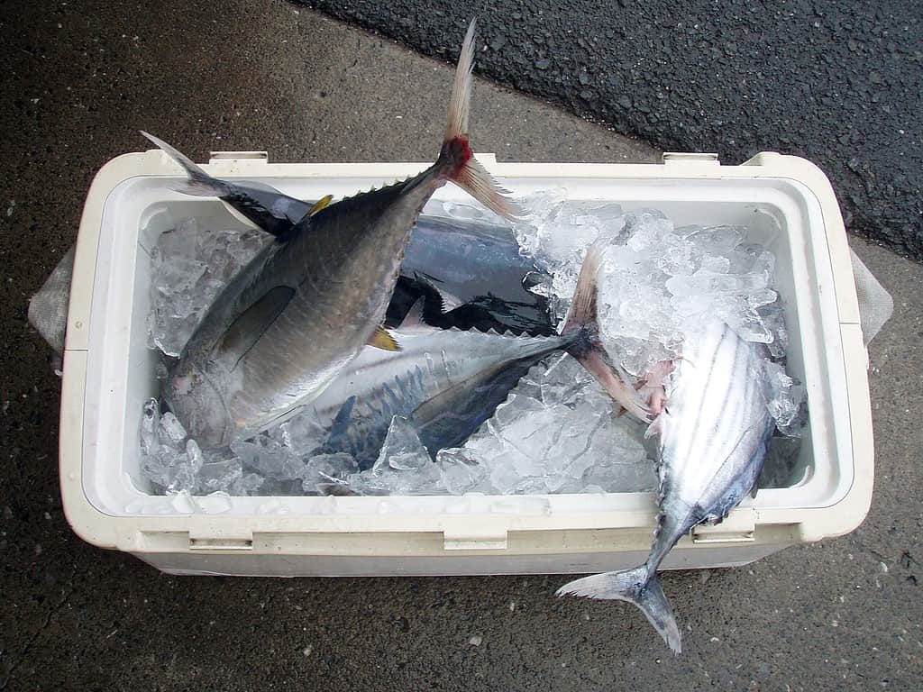 fish packed in ice cooler