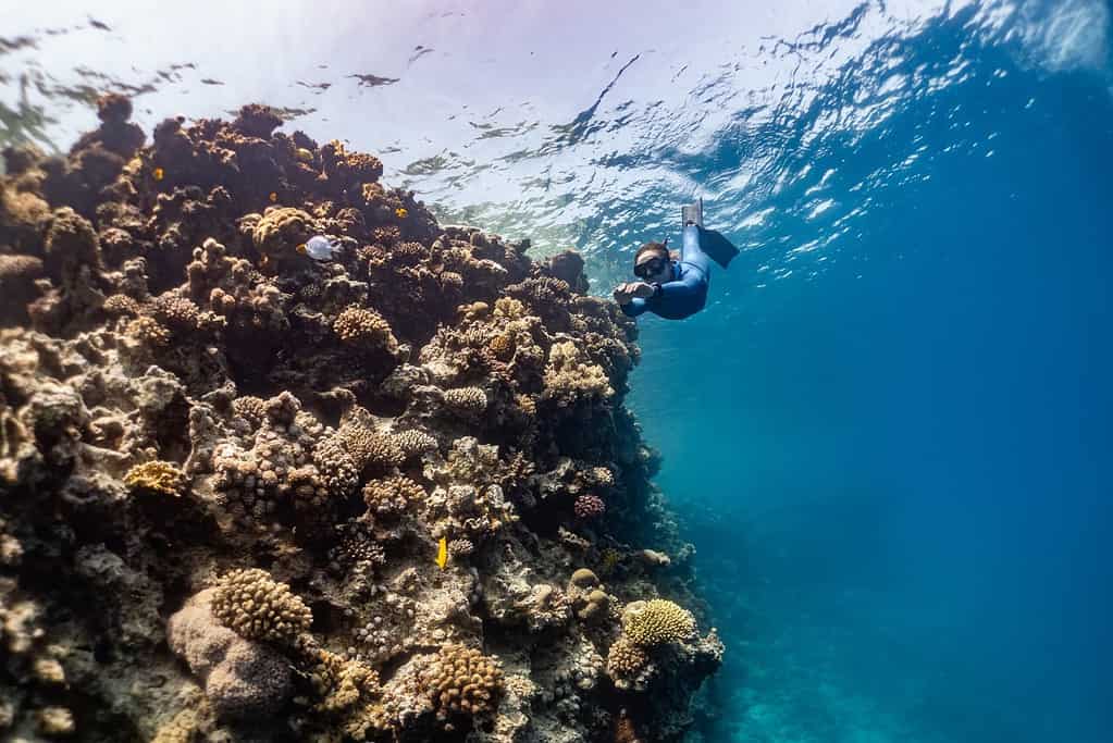 freediving next to coral