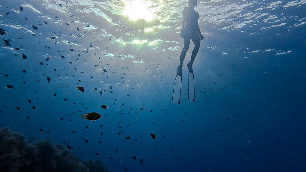 freediver swimming with fish
