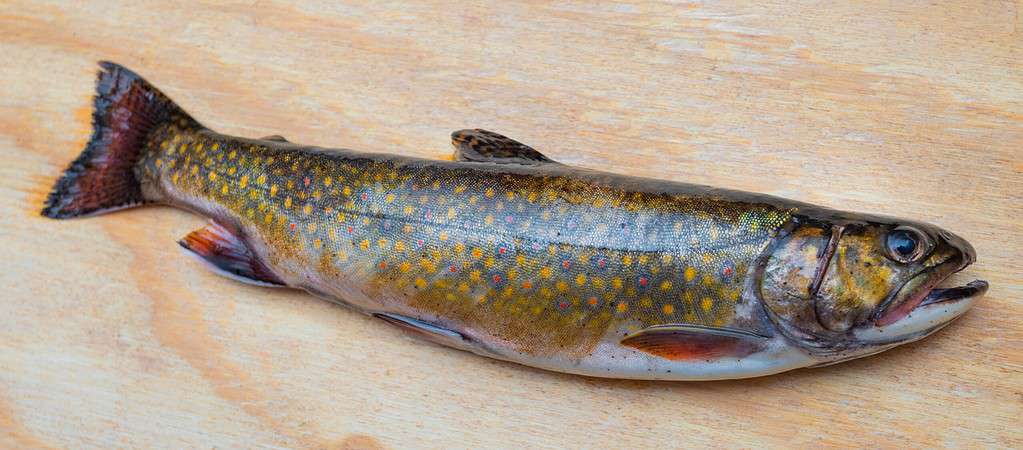 brook trout on table